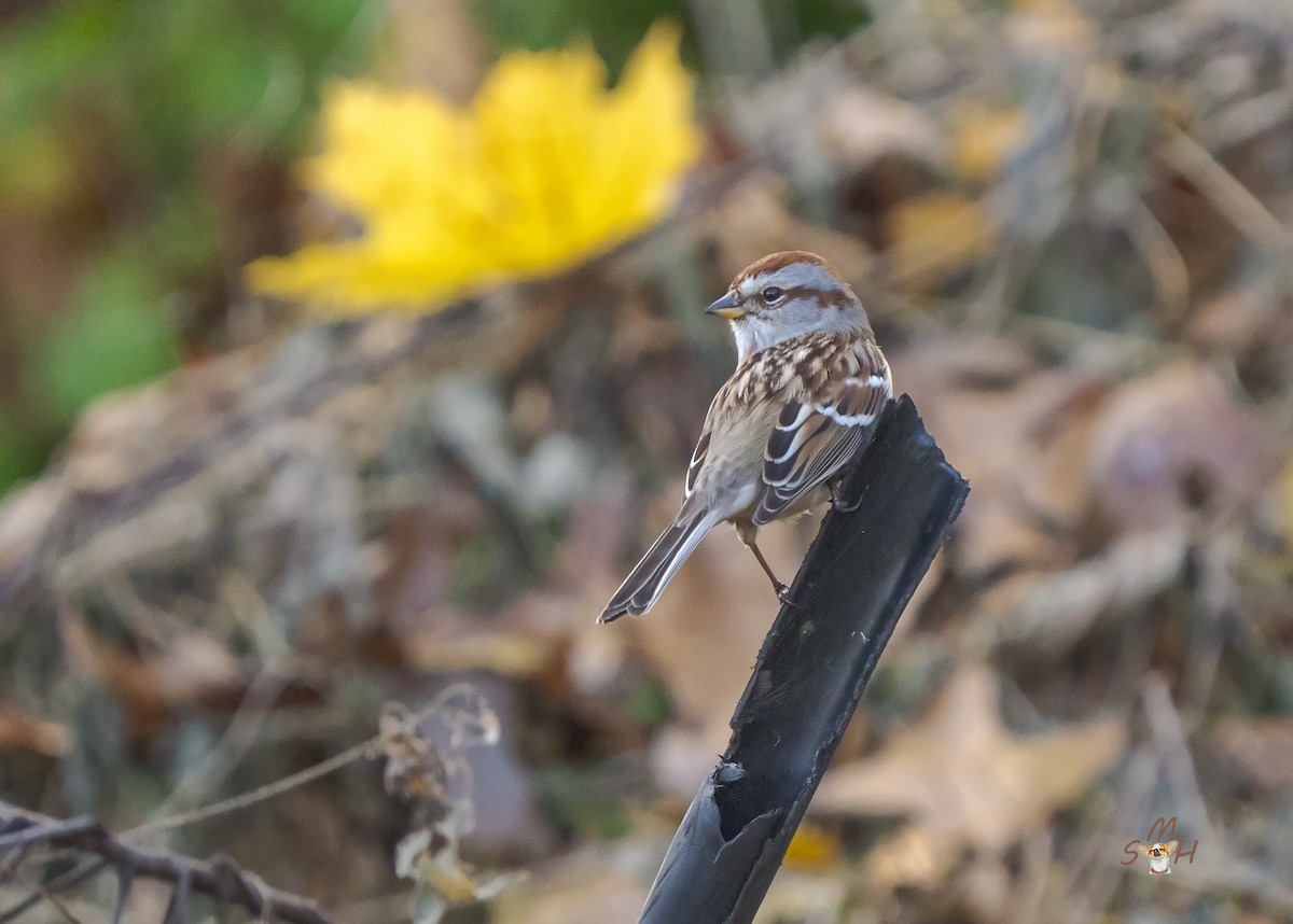 American Tree Sparrow - ML389051861