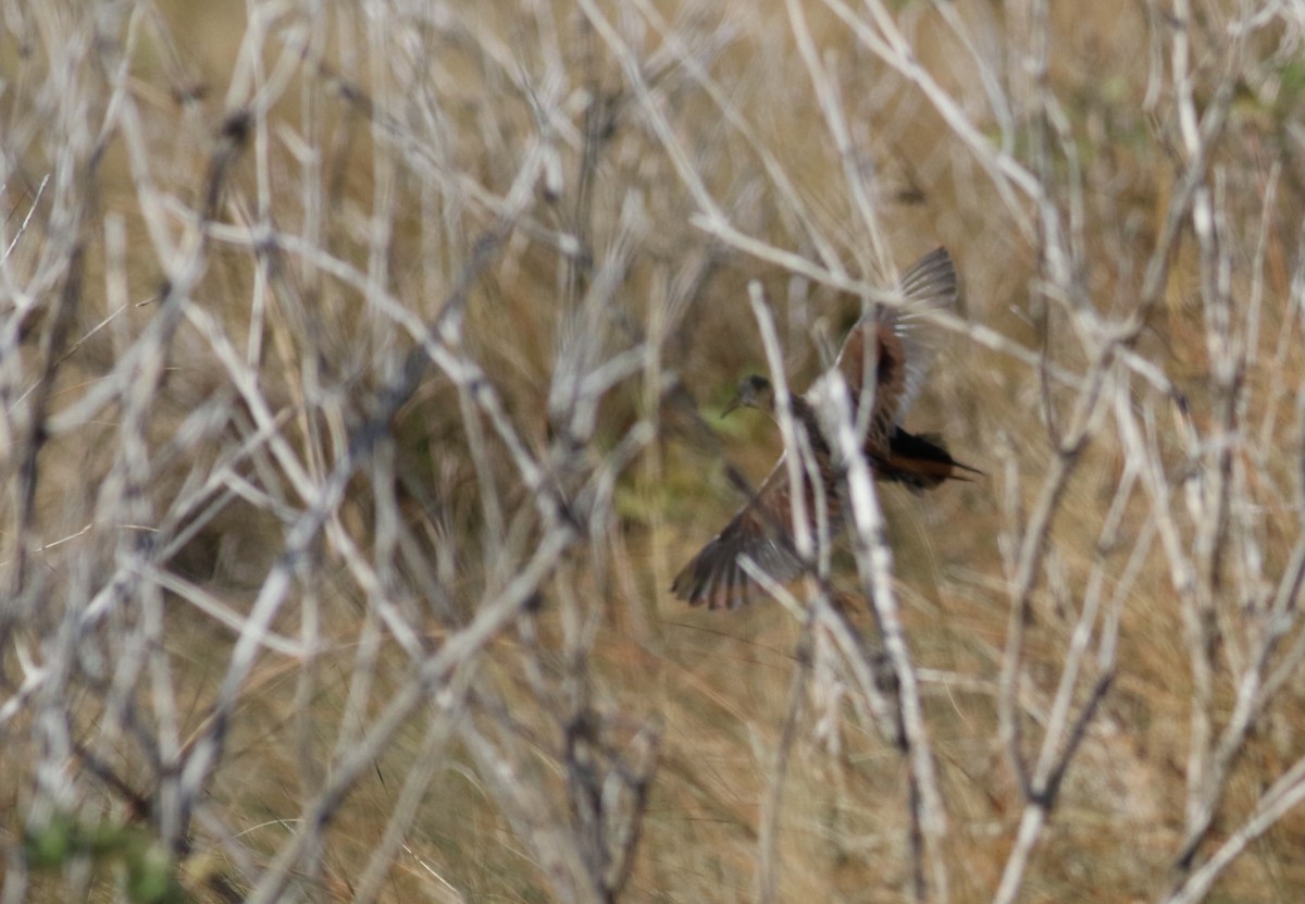 Virginia Rail - ML389053751