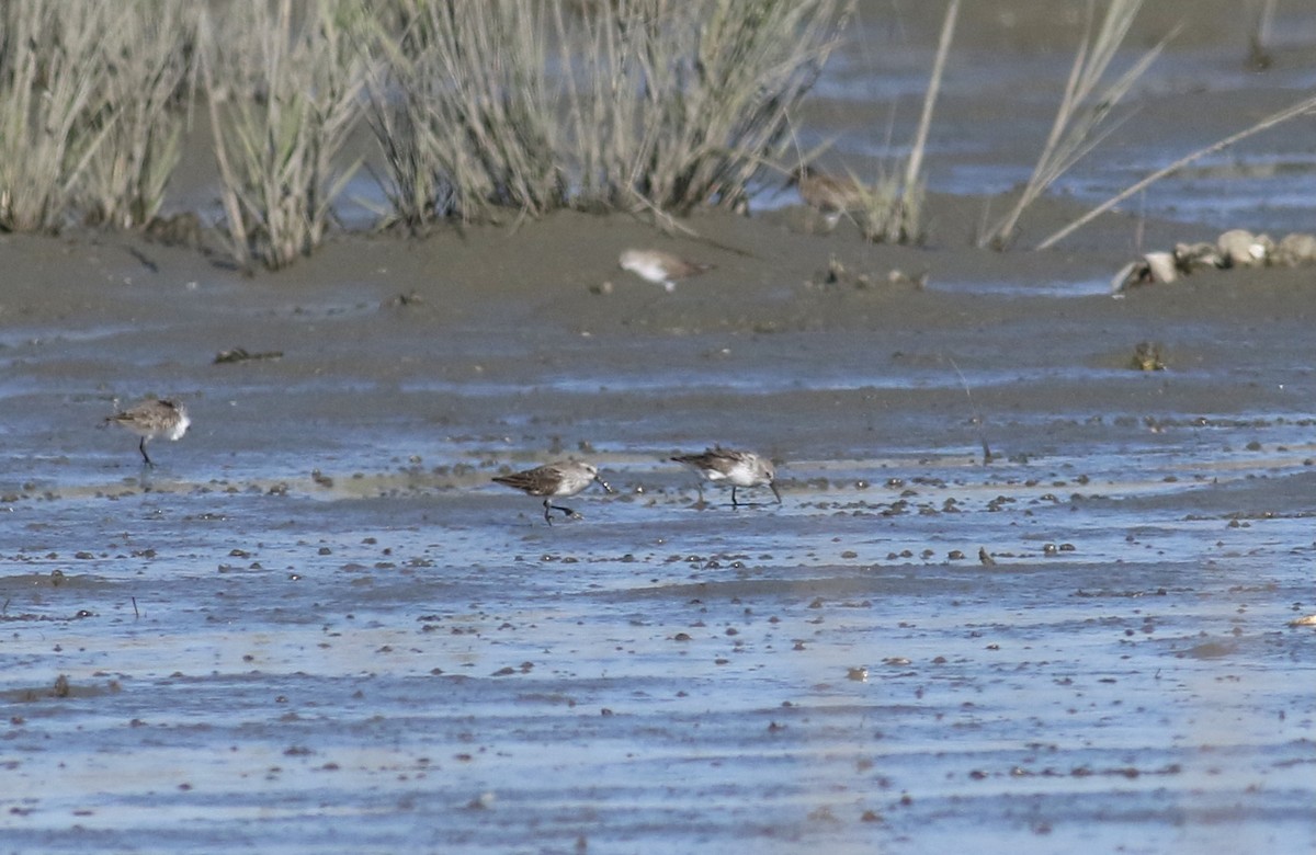 Western Sandpiper - Theo Staengl