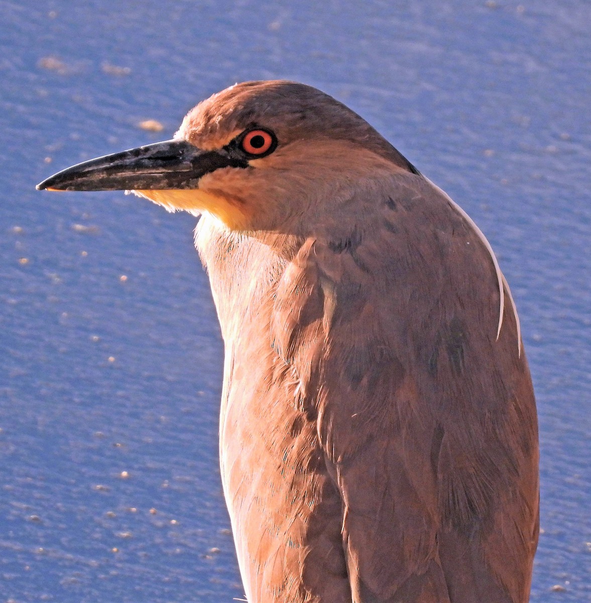 Black-crowned Night Heron - ML389054611