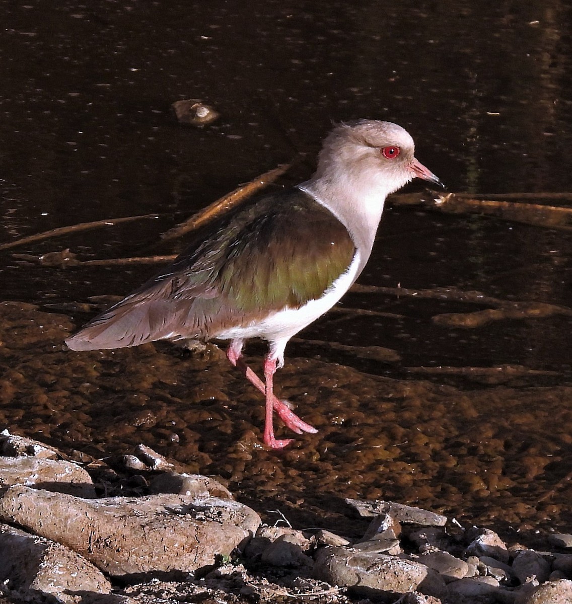 Andean Lapwing - ML389054631