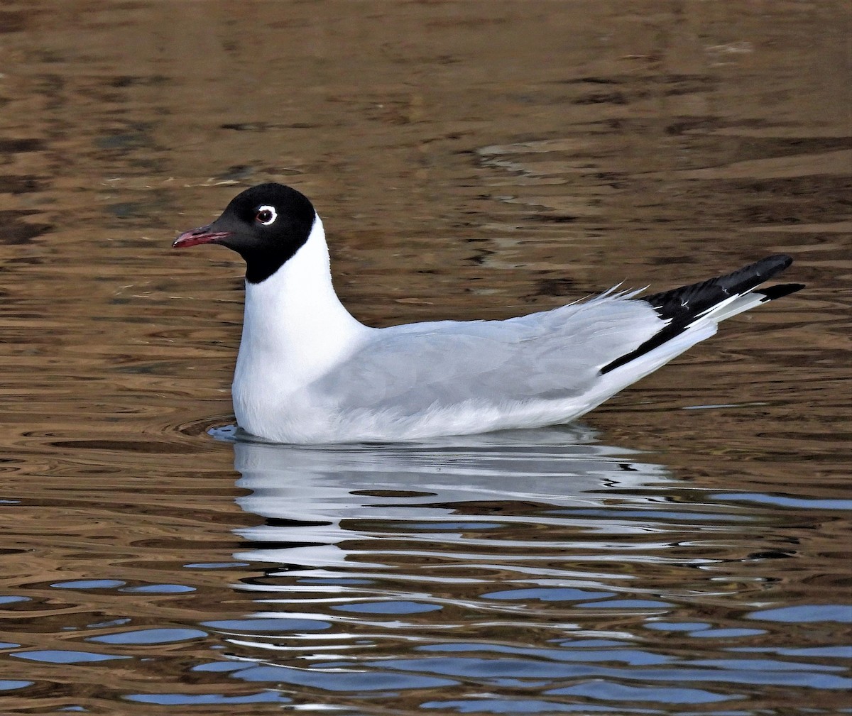 Andean Gull - ML389054661