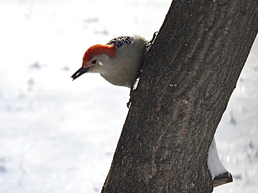 Red-bellied Woodpecker - ML389054841