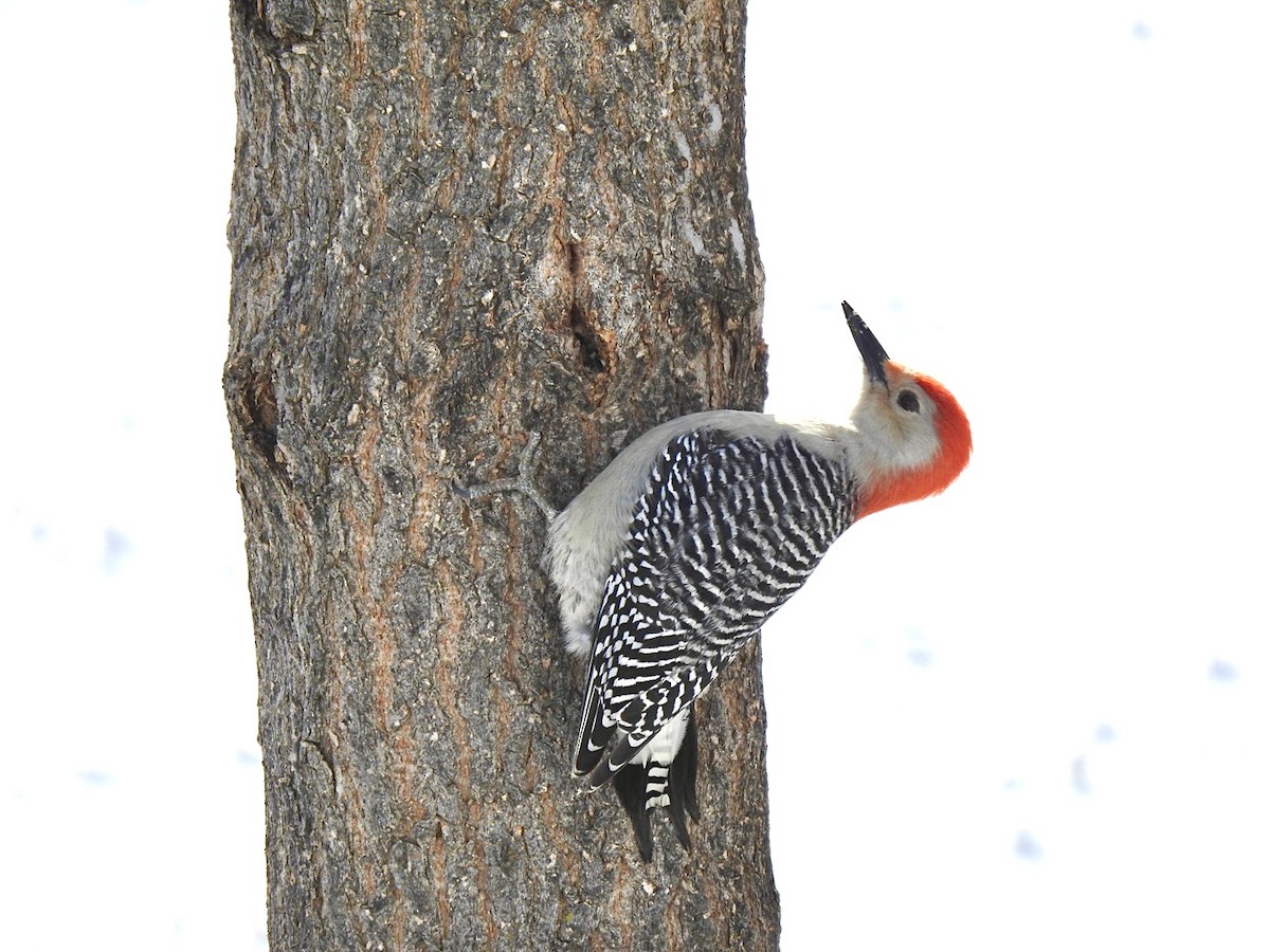 Red-bellied Woodpecker - ML389054881