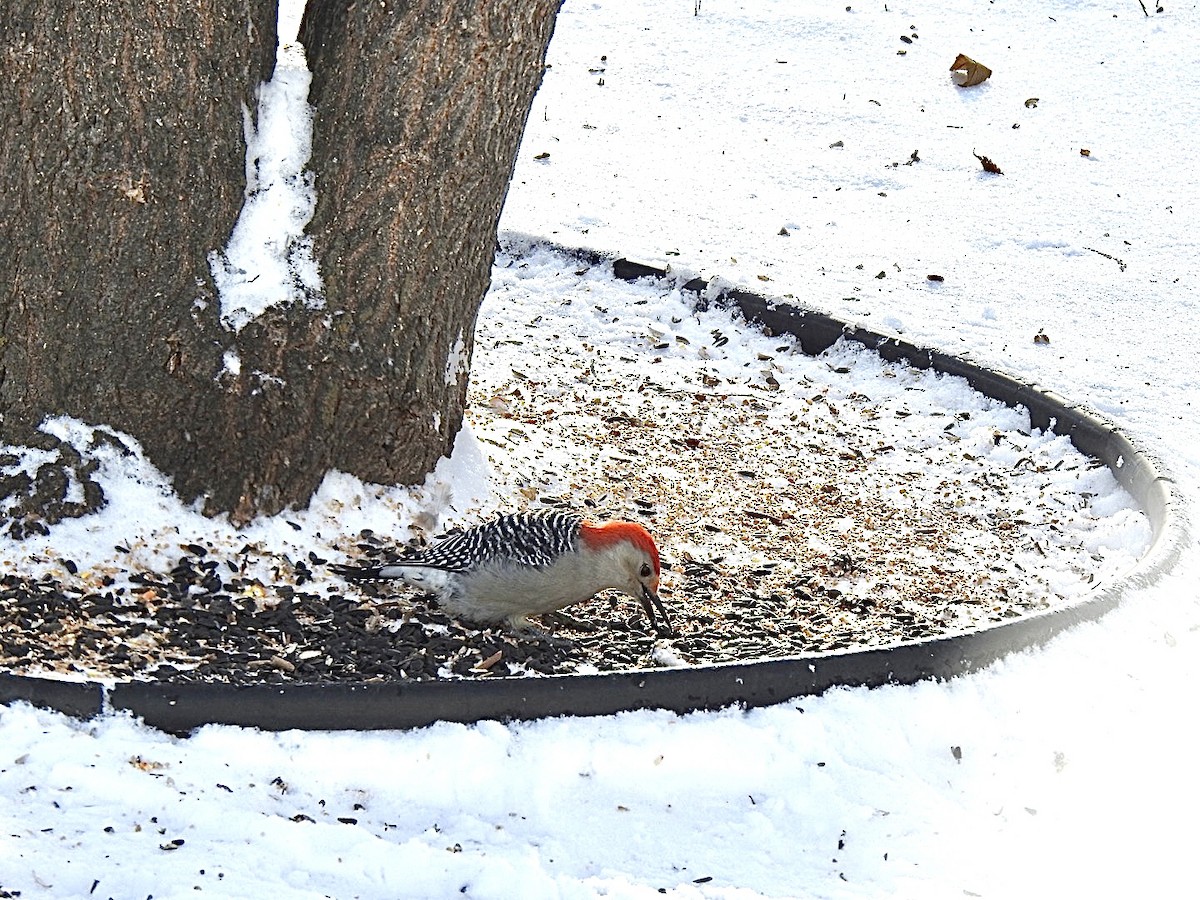 Red-bellied Woodpecker - ML389054911