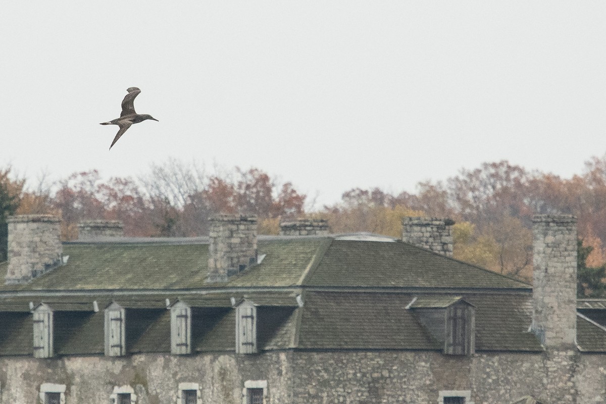 Northern Gannet - Ryan Griffiths