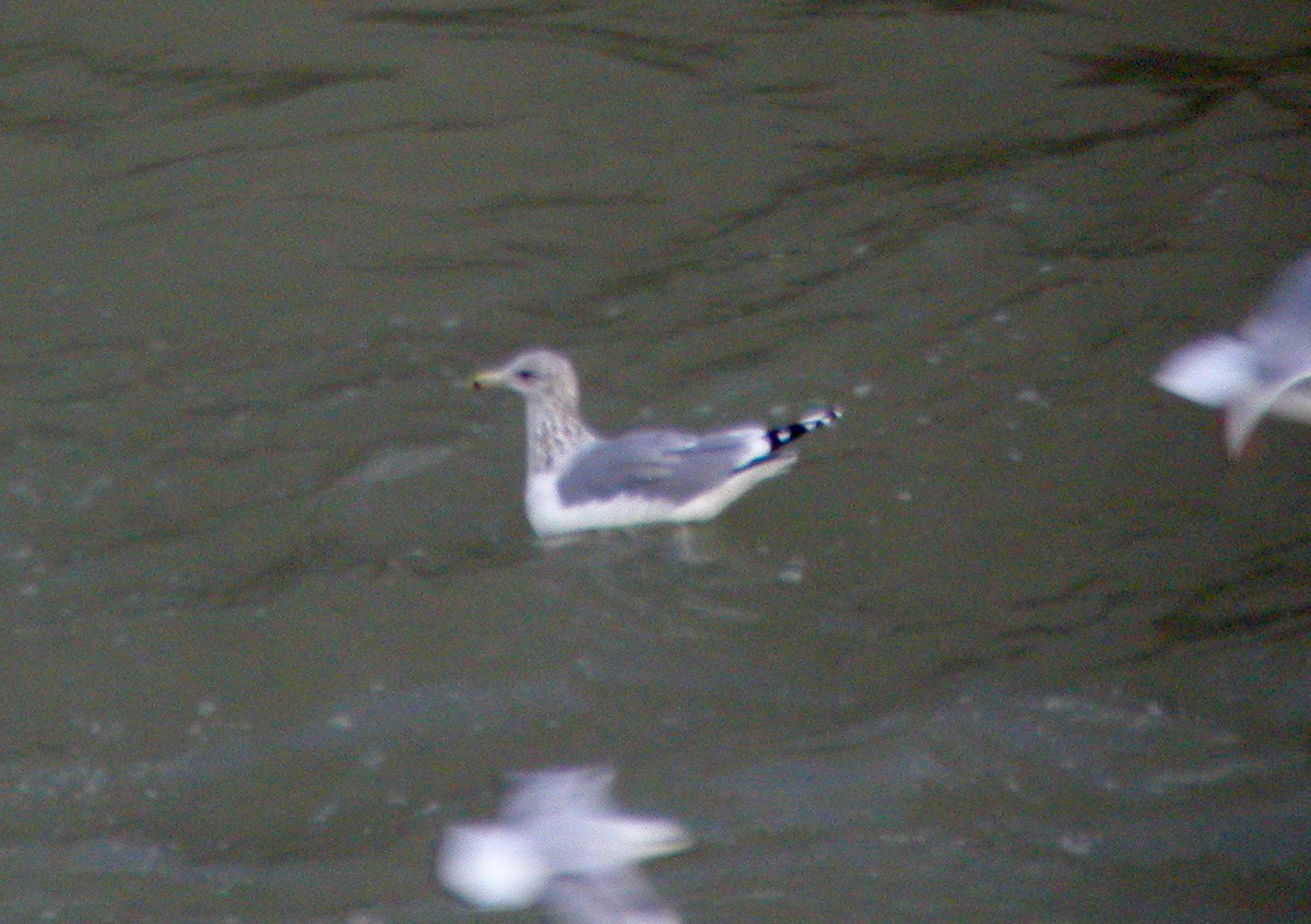 California Gull - ML38905791