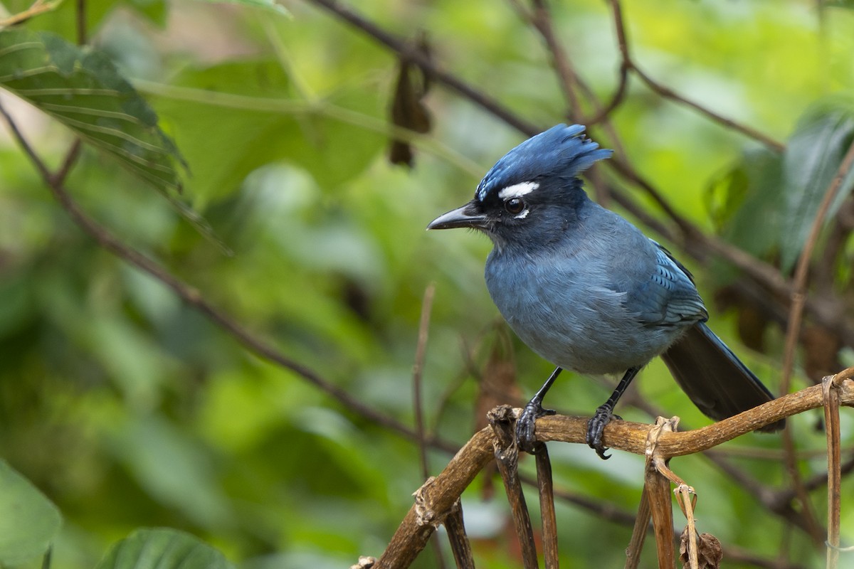 Steller's Jay - ML389059001