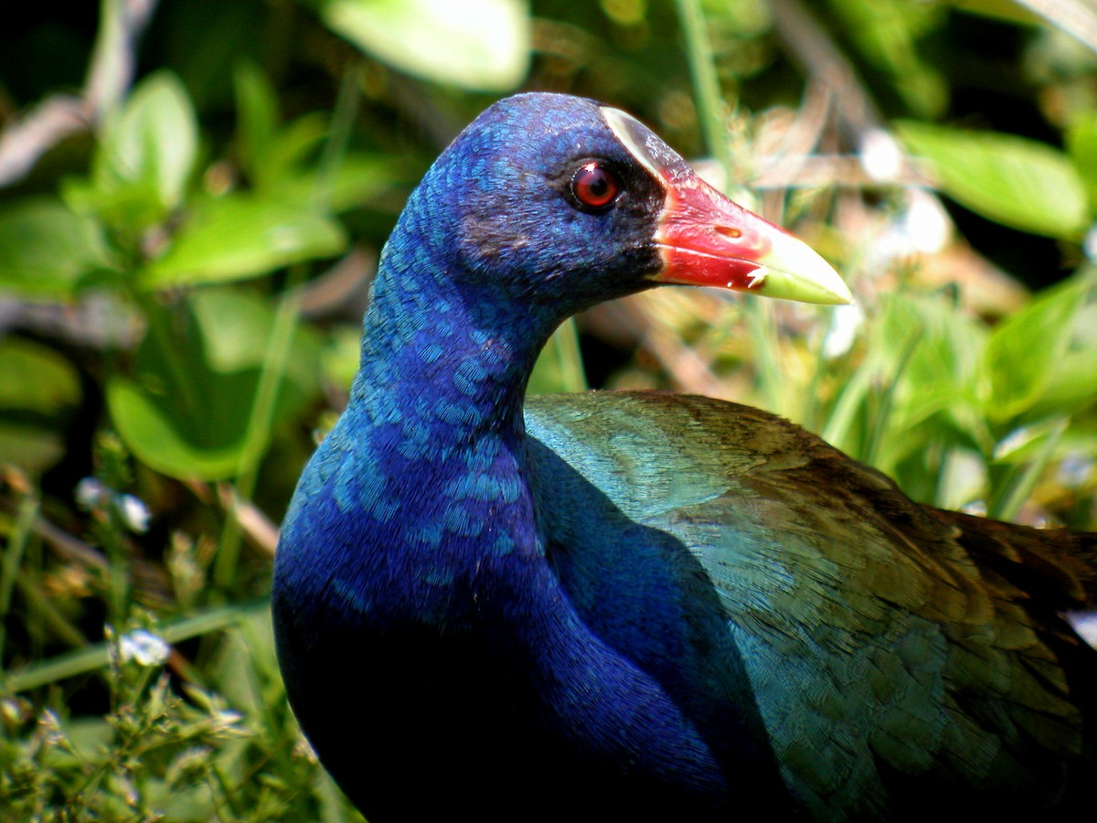 Purple Gallinule - ML38905961