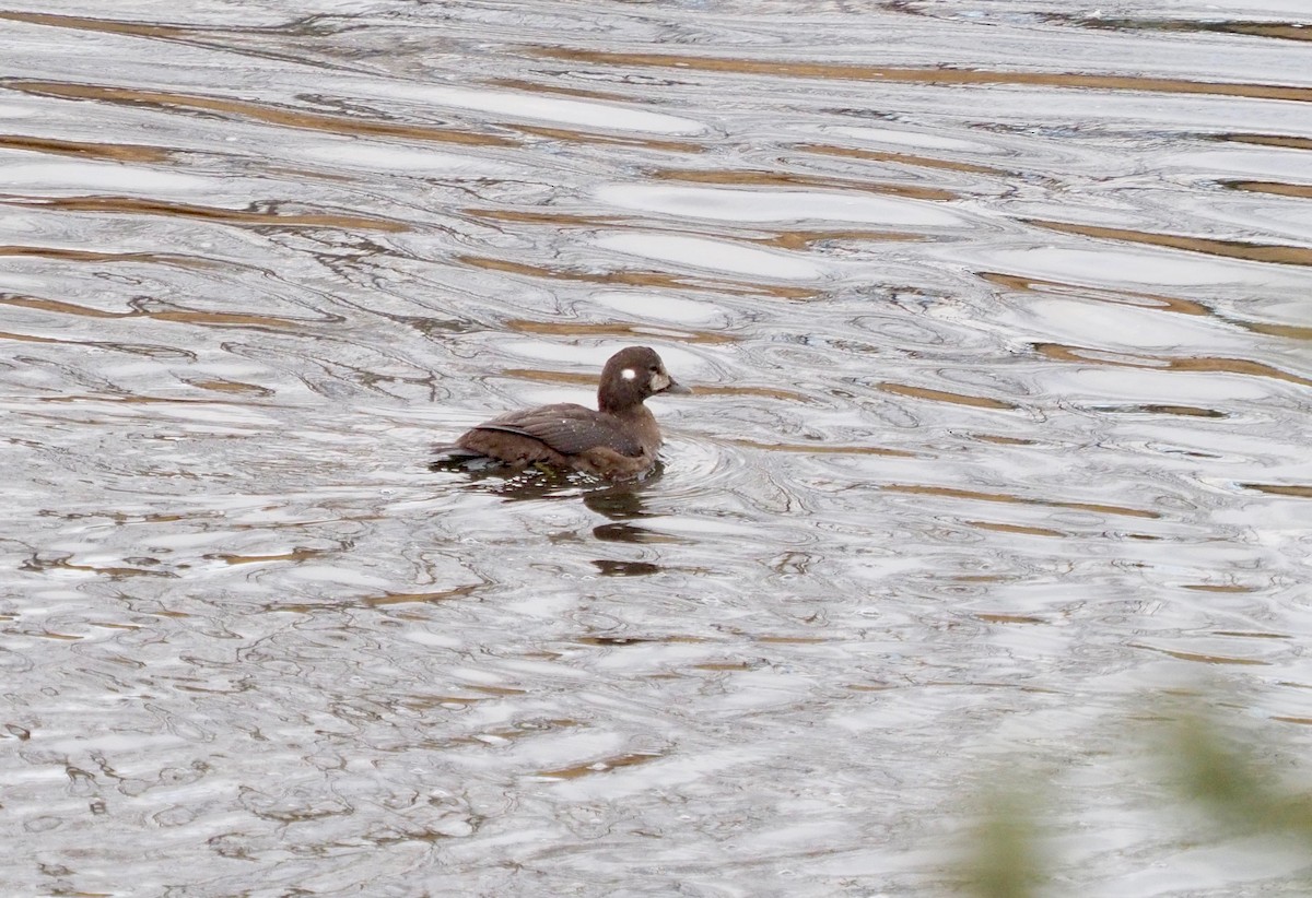 Harlequin Duck - ML389061081