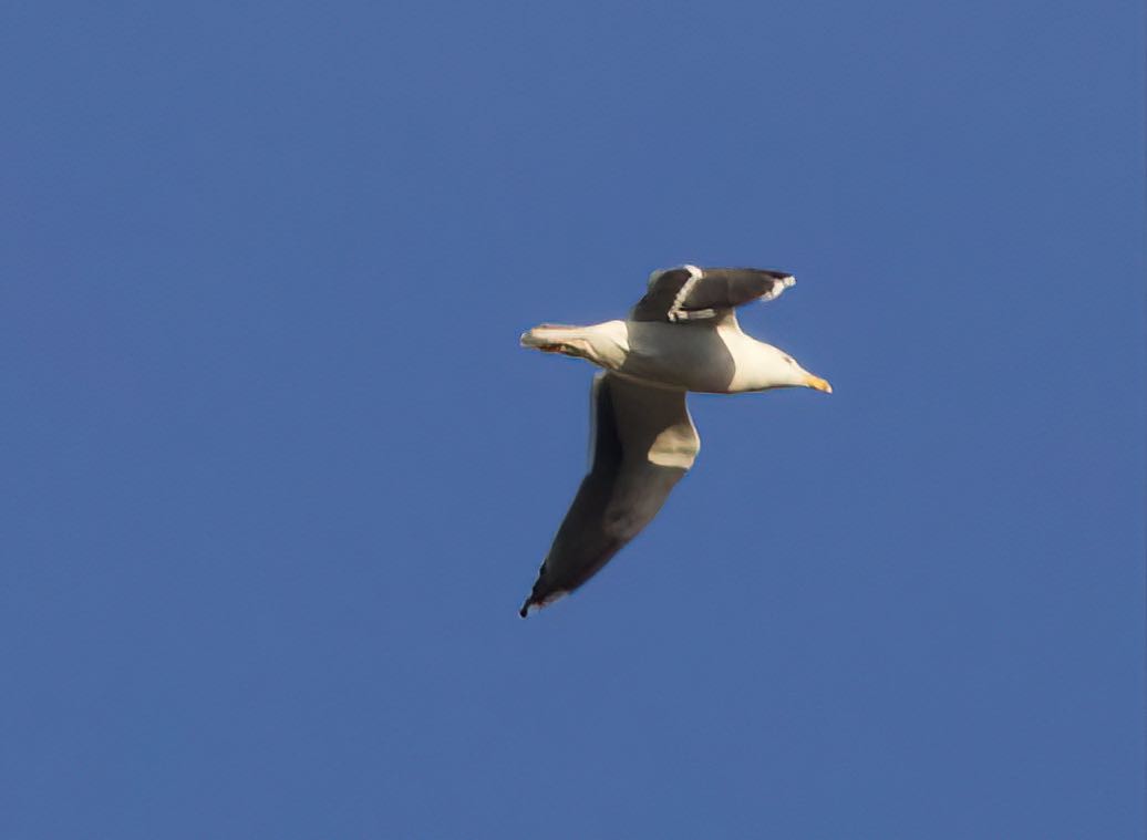 Great Black-backed Gull - Tracy Plowman