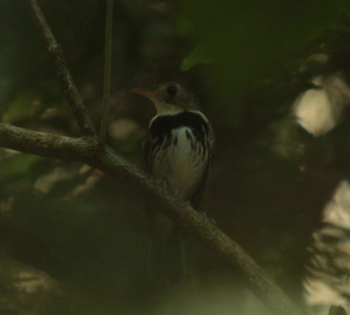 Southern Antpipit - ML389061211