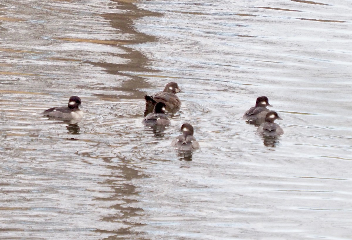 Harlequin Duck - ML389061241