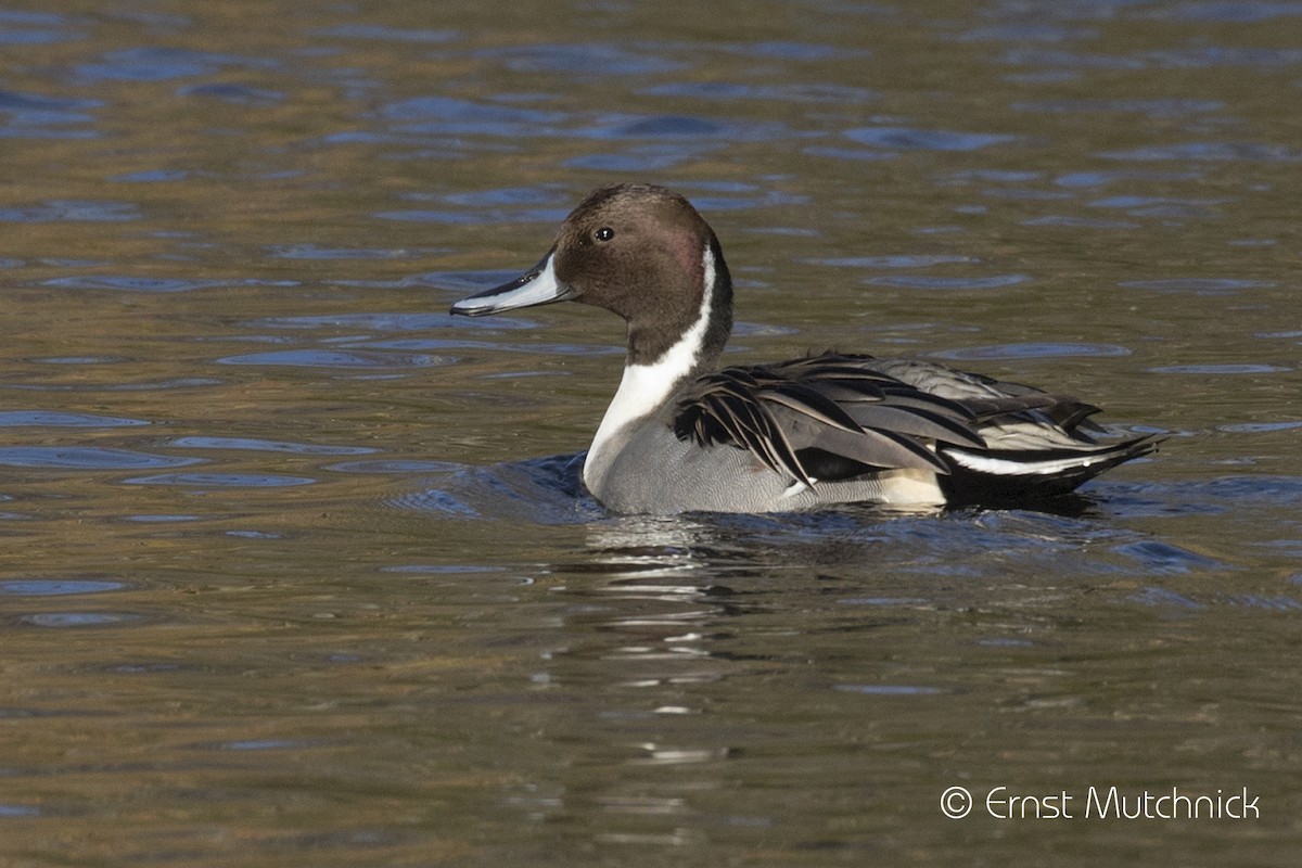 Northern Pintail - Ernst Mutchnick