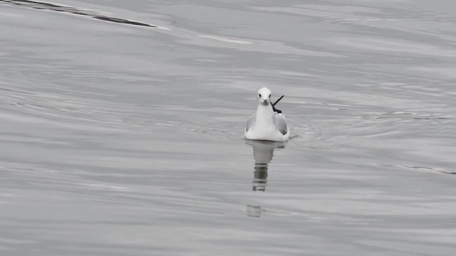 Bonaparte's Gull - ML389063751