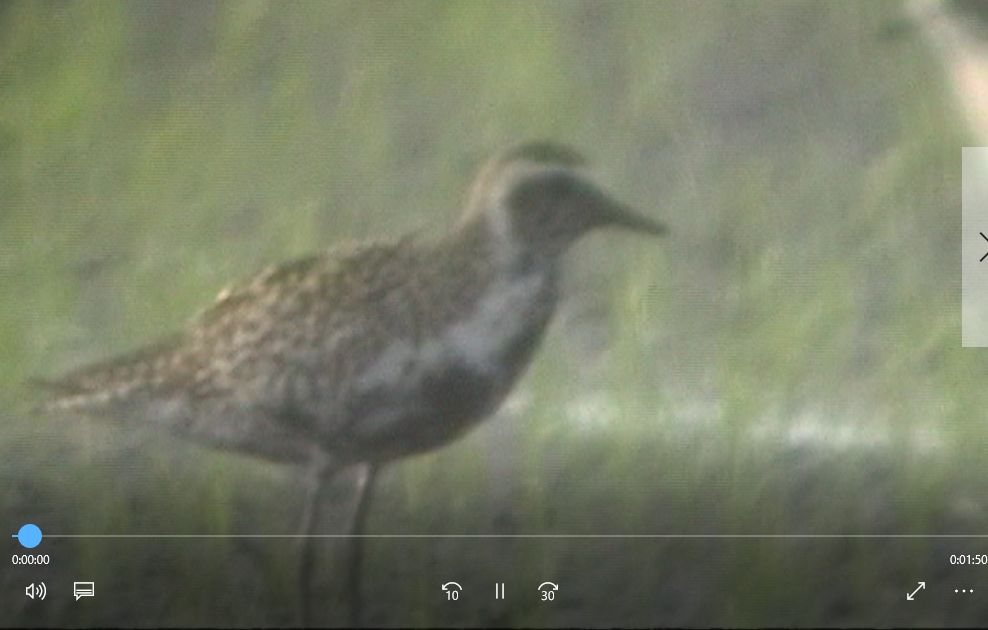 Pacific Golden-Plover - ML38906431