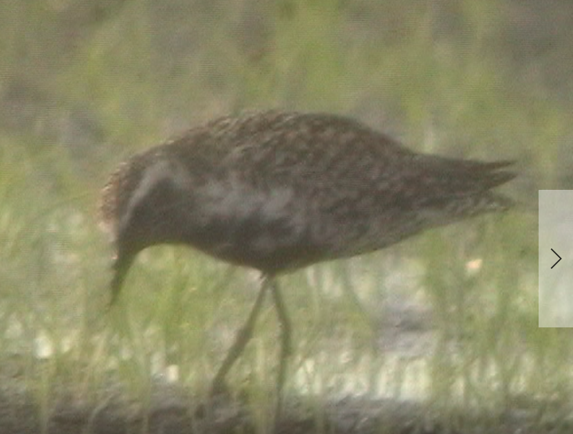 Pacific Golden-Plover - ML38906441