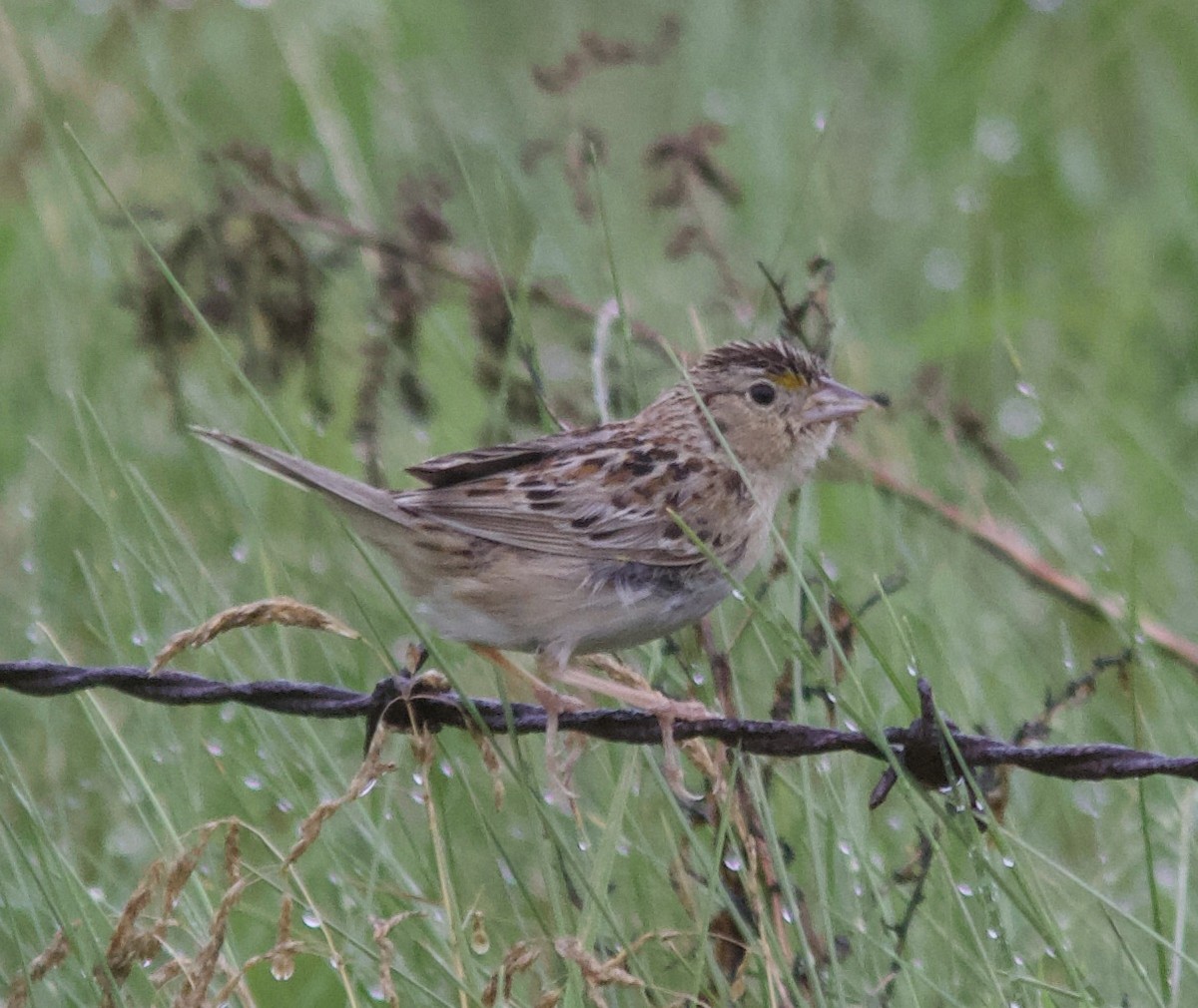 Grasshopper Sparrow - ML389065461