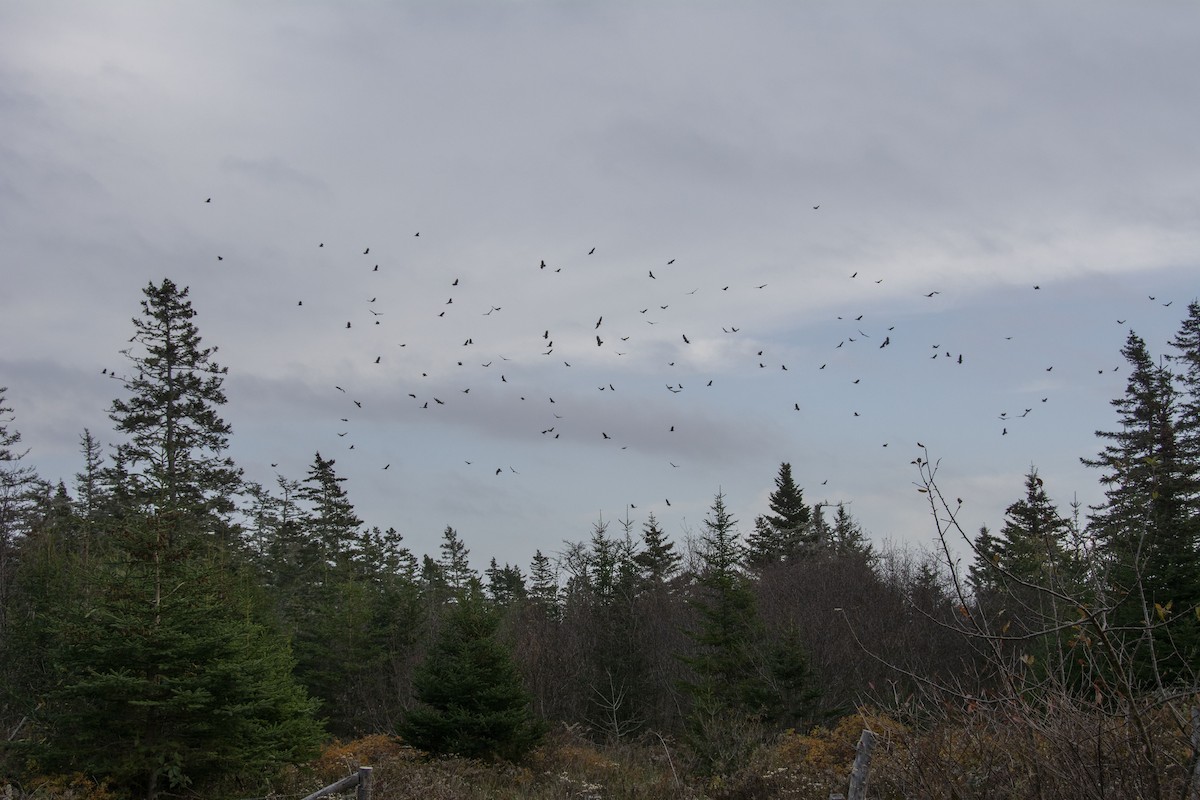 Turkey Vulture - ML389066811