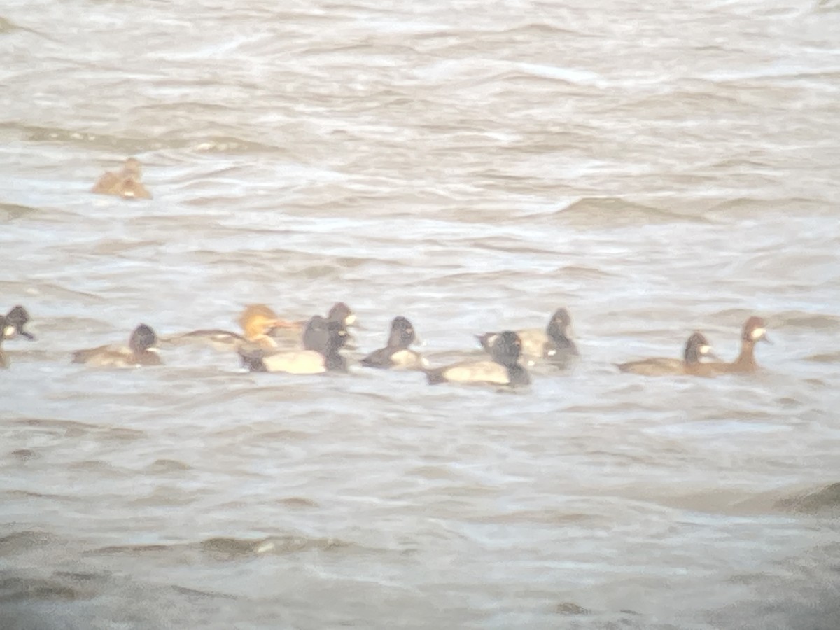 Red-breasted Merganser - ML389067551