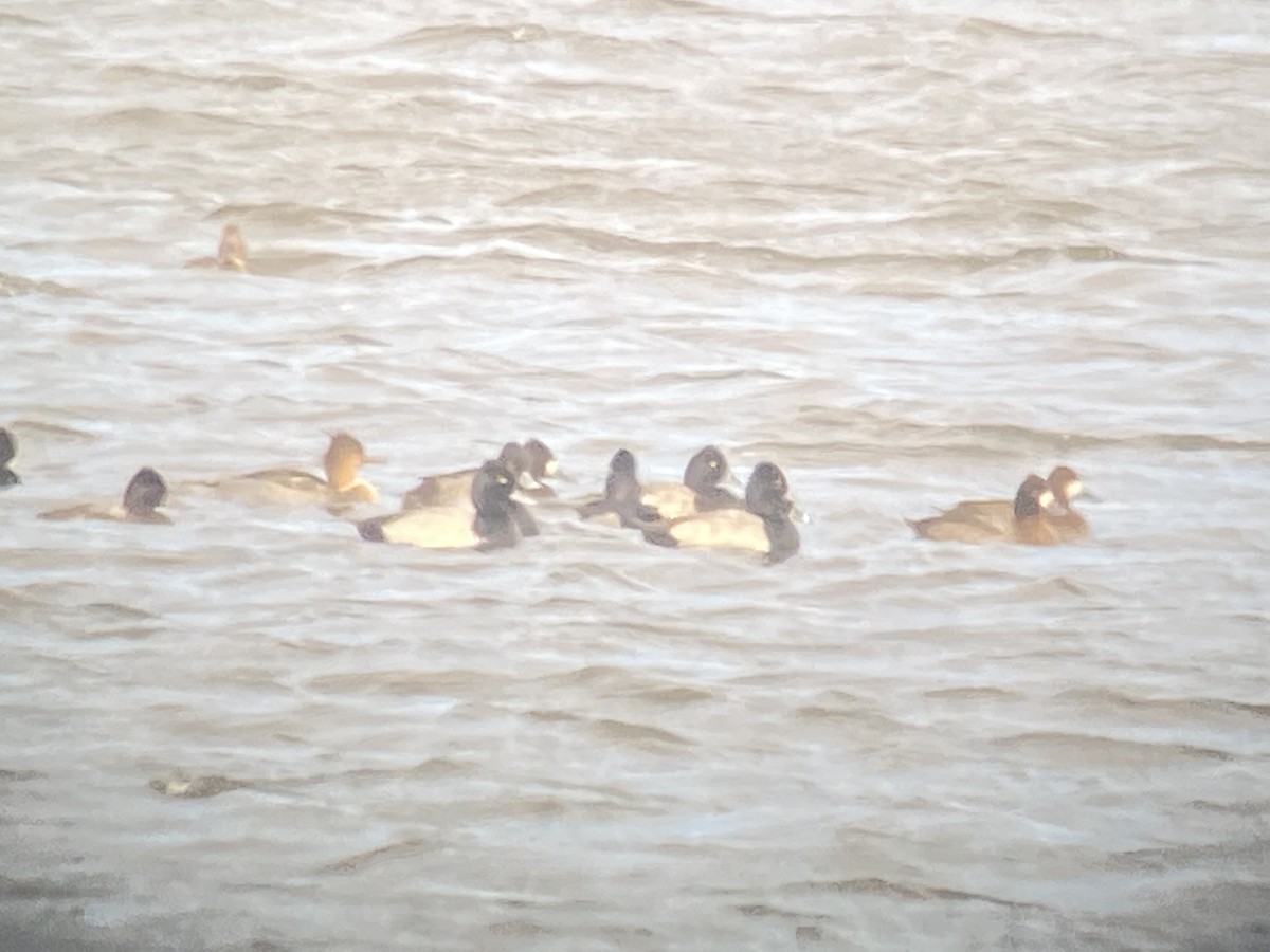 Red-breasted Merganser - ML389067671