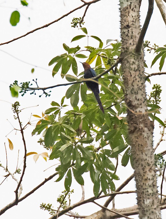 Forest Scimitarbill - Peter Candido