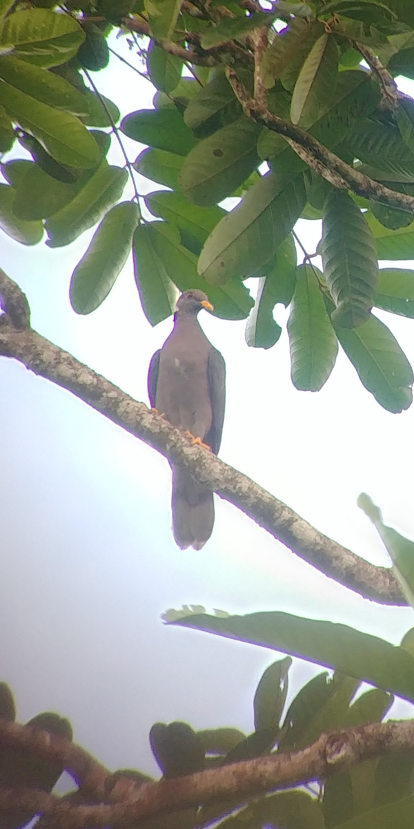 Band-tailed Pigeon - ML389068221