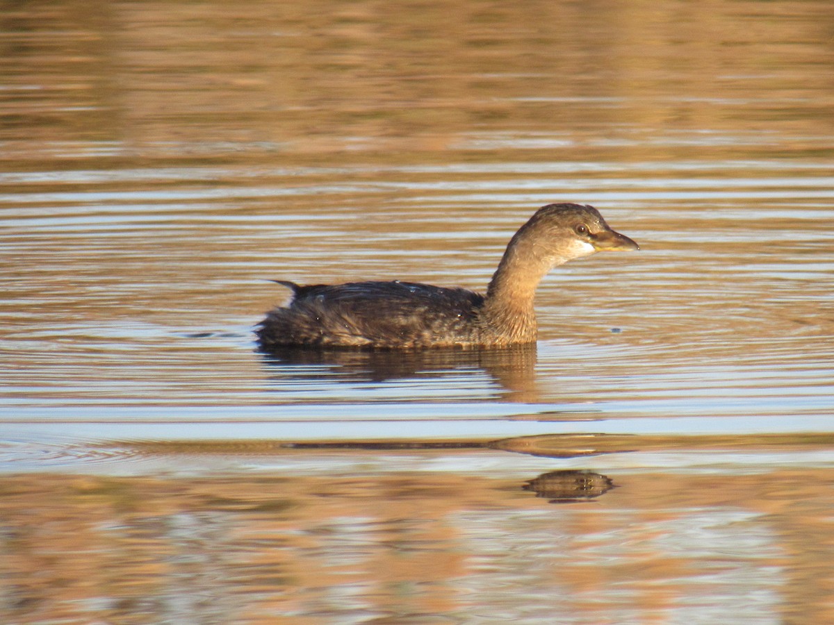 Pied-billed Grebe - ML389071661