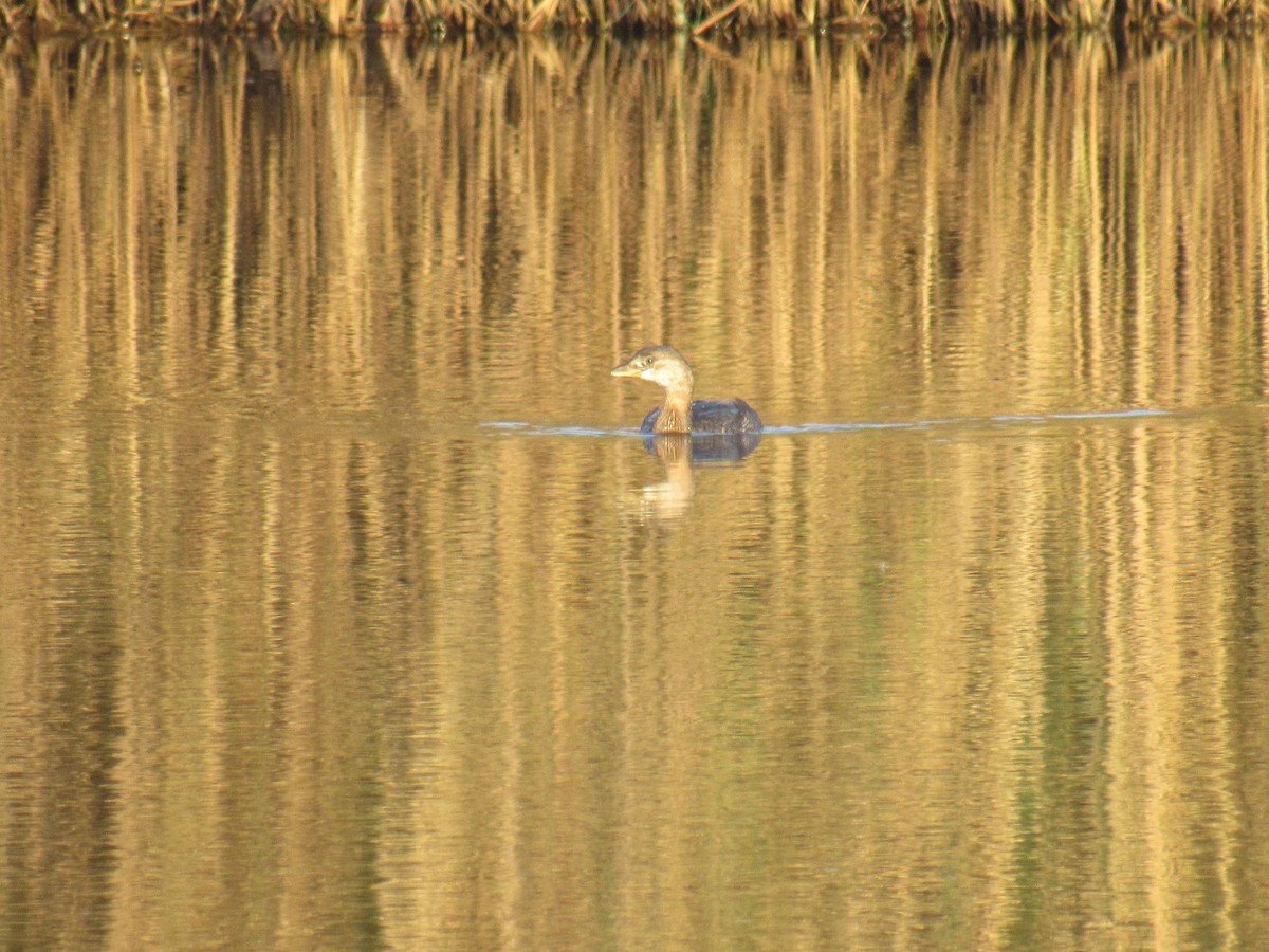 Pied-billed Grebe - ML389071711