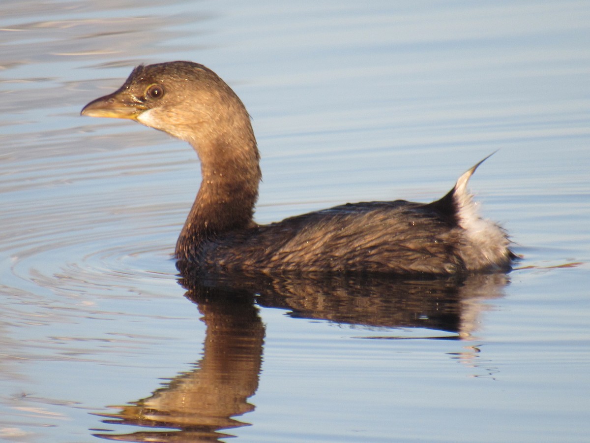 Pied-billed Grebe - ML389071721