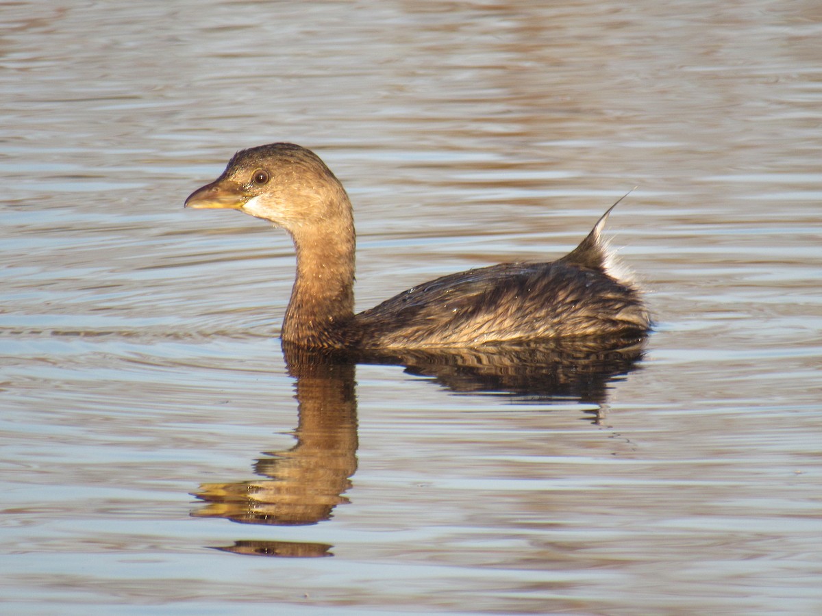 Pied-billed Grebe - ML389071741