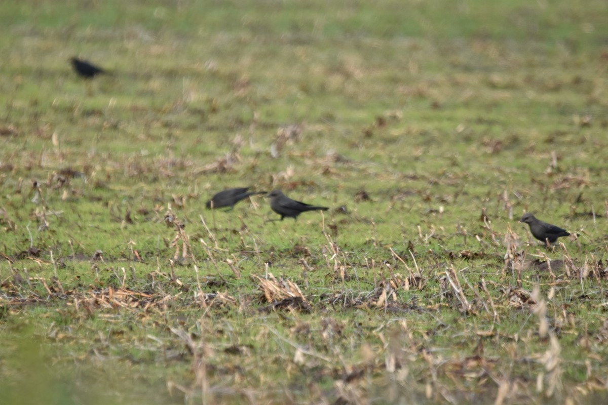 Brewer's Blackbird - ML389072331