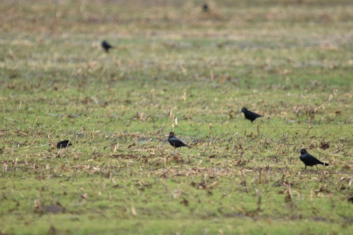 Brewer's Blackbird - ML389072341