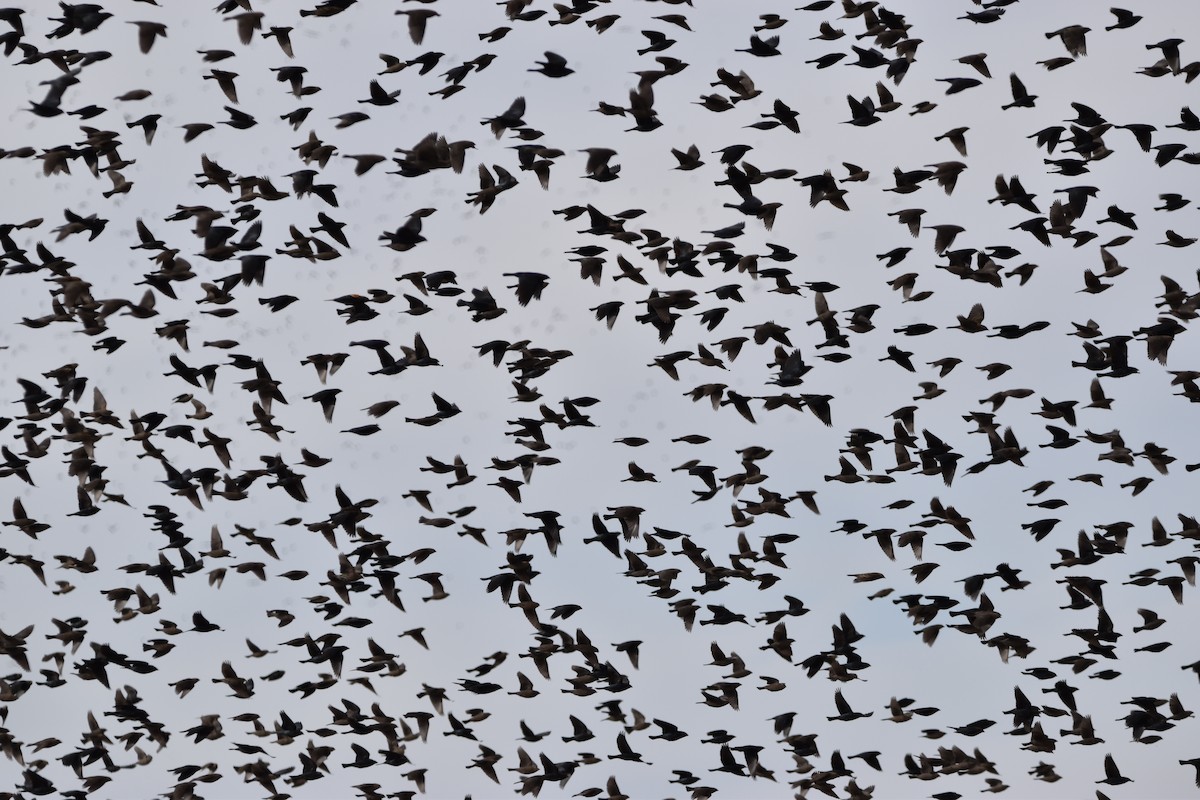 Brown-headed Cowbird - Kendell Loyd