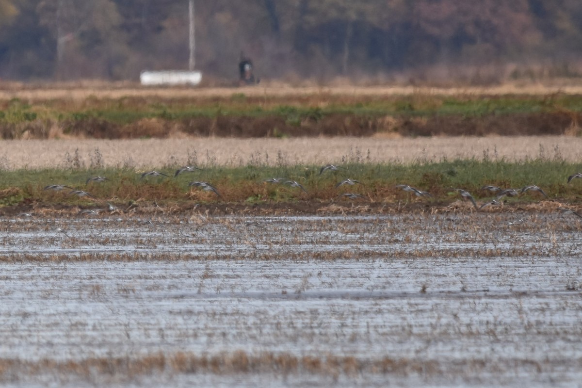 Long-billed Dowitcher - Kendell Loyd