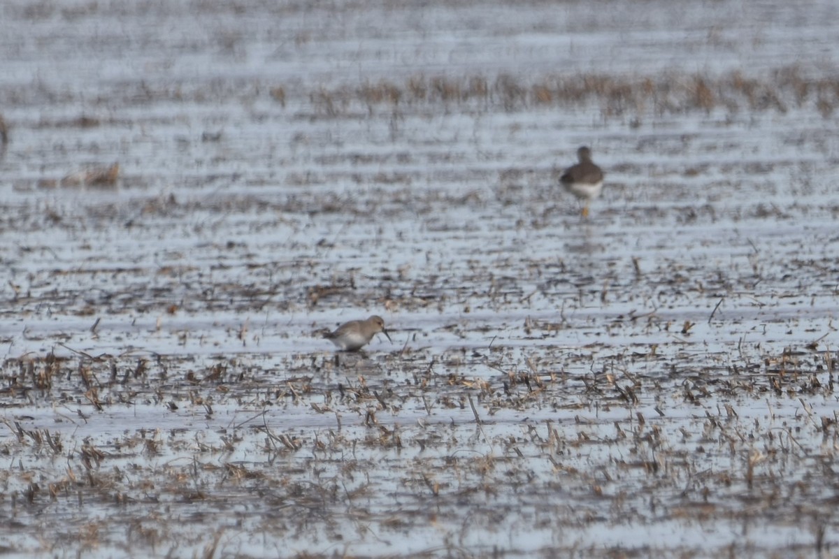 Dunlin - ML389073531