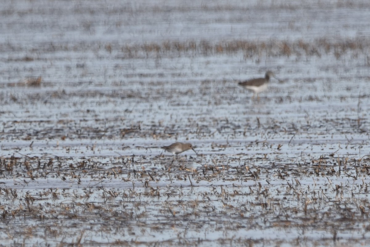 黑腹濱鷸 - ML389073581