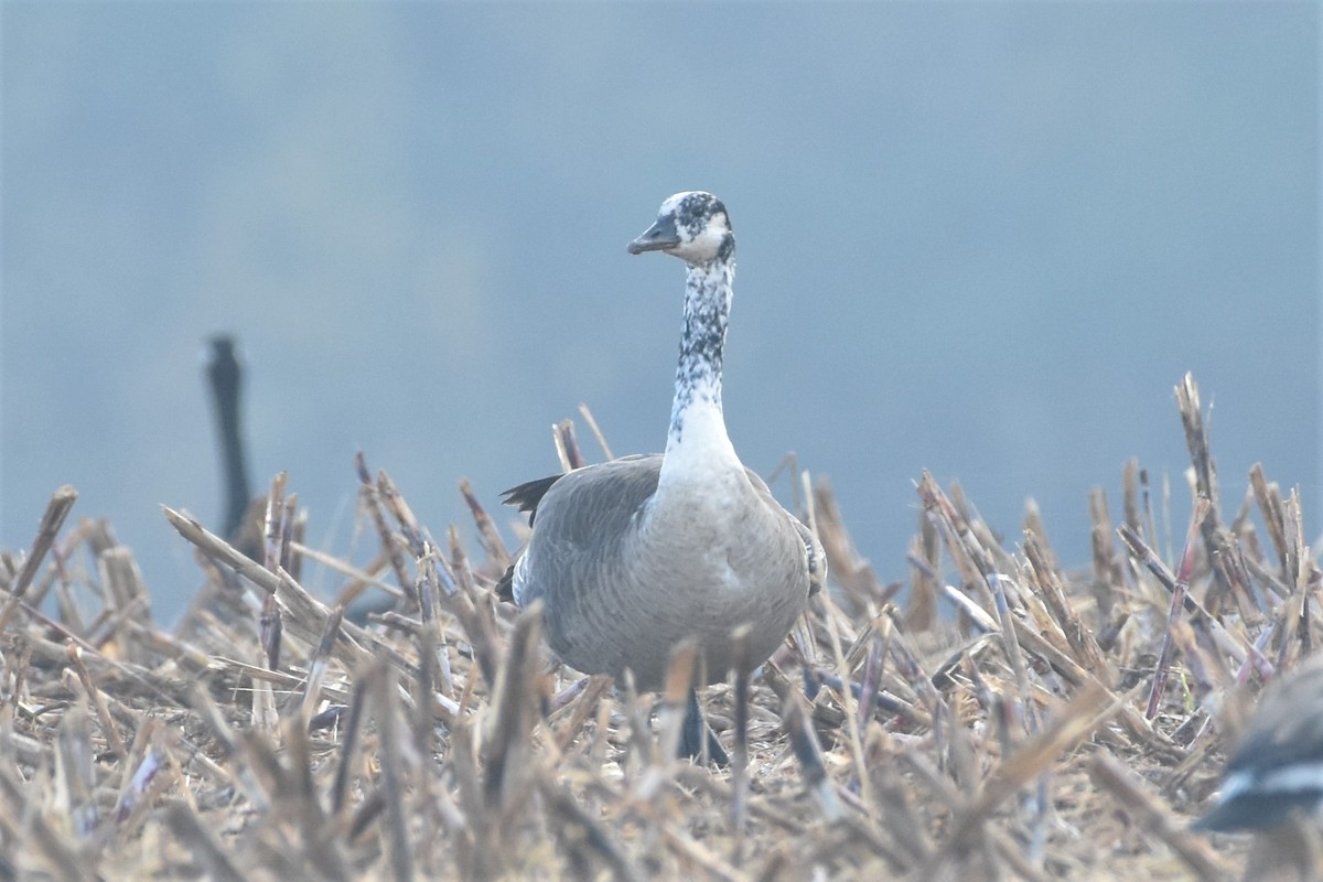 Kanadako branta - ML389074461