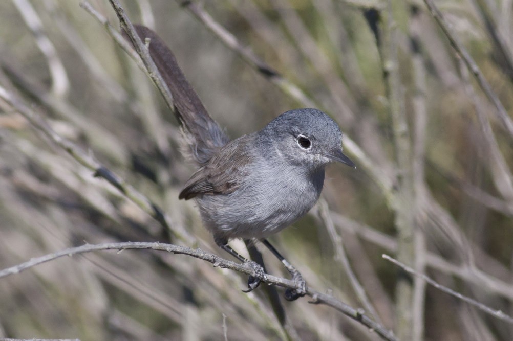 California Gnatcatcher - ML38907491