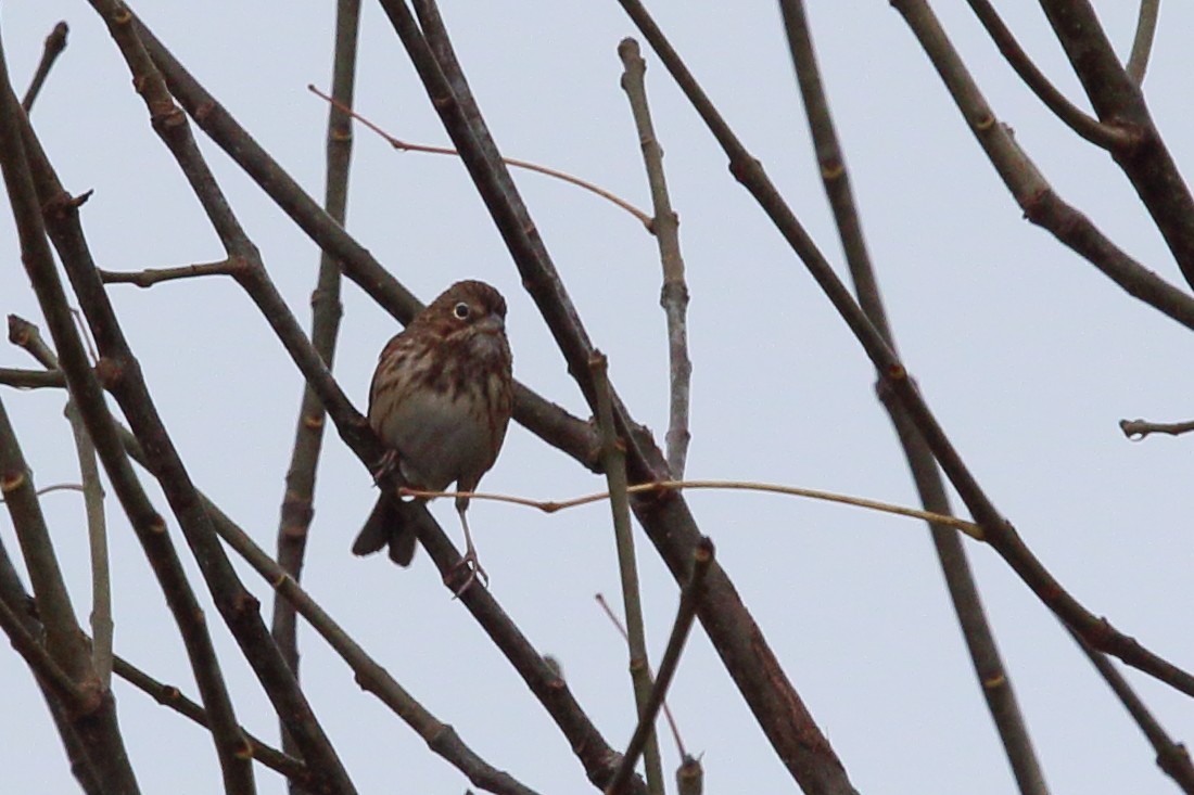 Vesper Sparrow - ML389075461