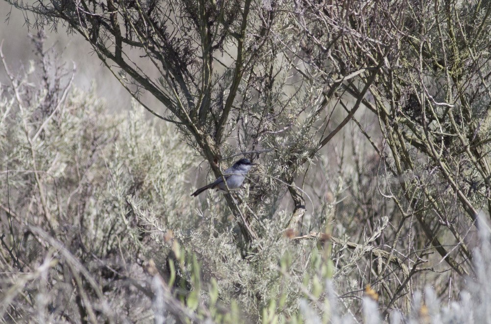 California Gnatcatcher - Michael Todd