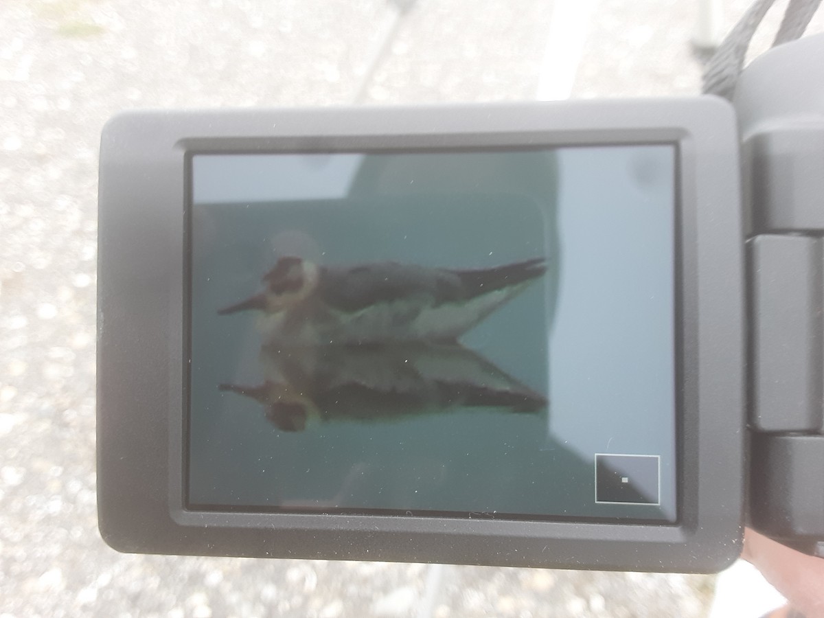 Red Phalarope - ML389076731