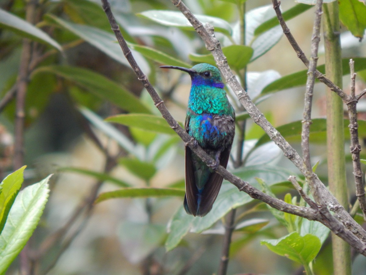 fiolørekolibri - ML389076751