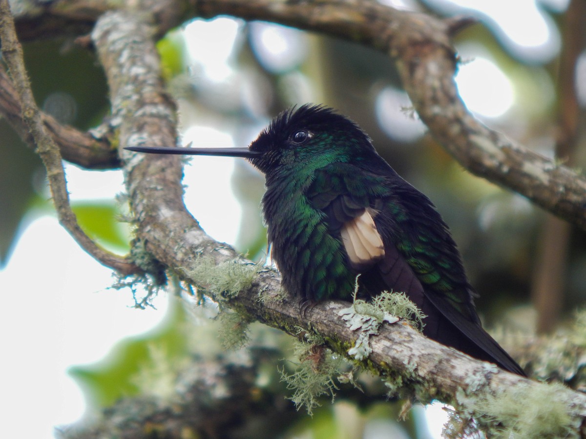 Buff-winged Starfrontlet - ML389076971