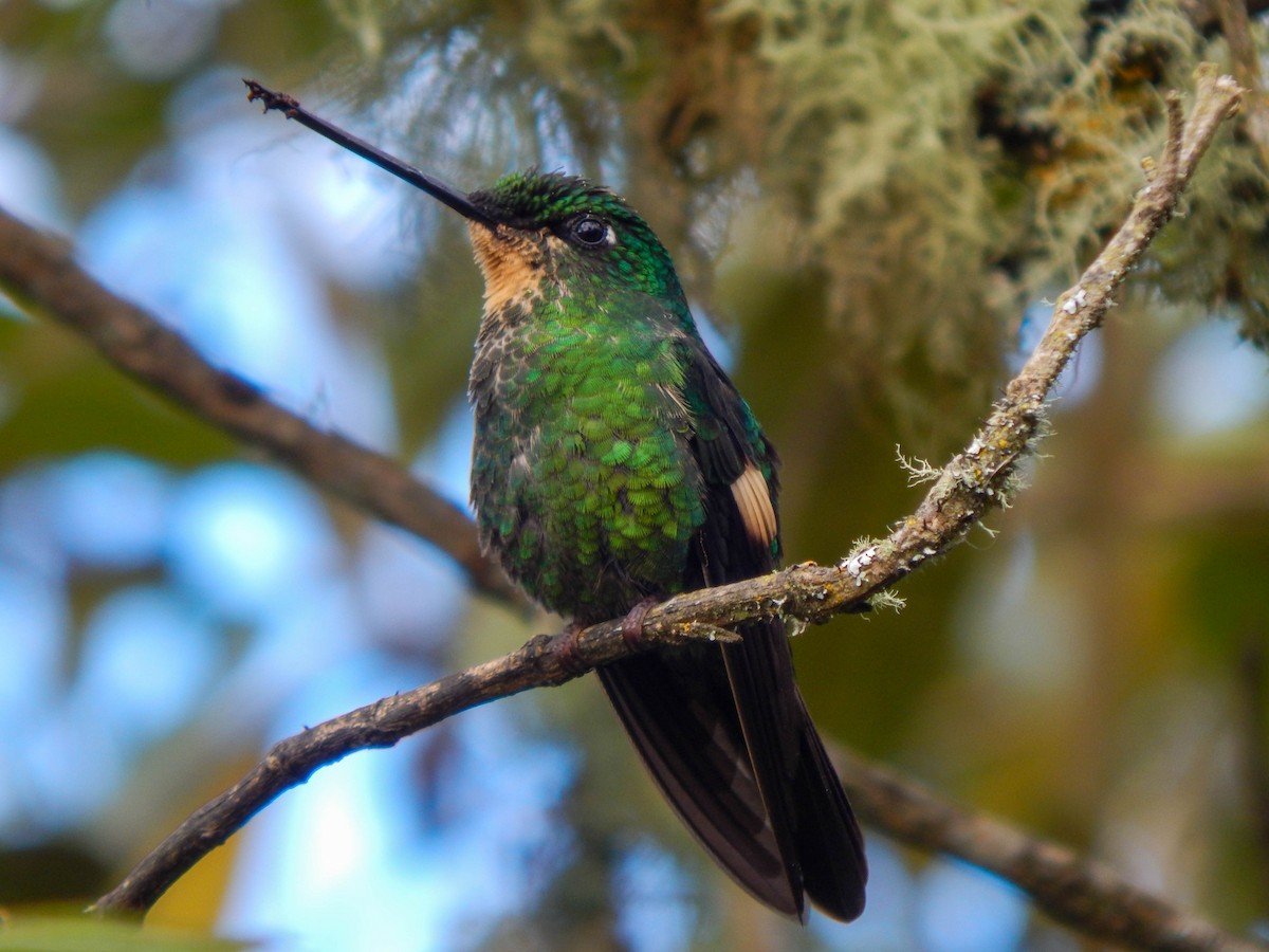 Buff-winged Starfrontlet - Juan Sebastian Pinchao Piedrahita