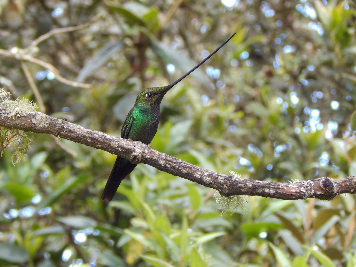 Sword-billed Hummingbird - ML389077091