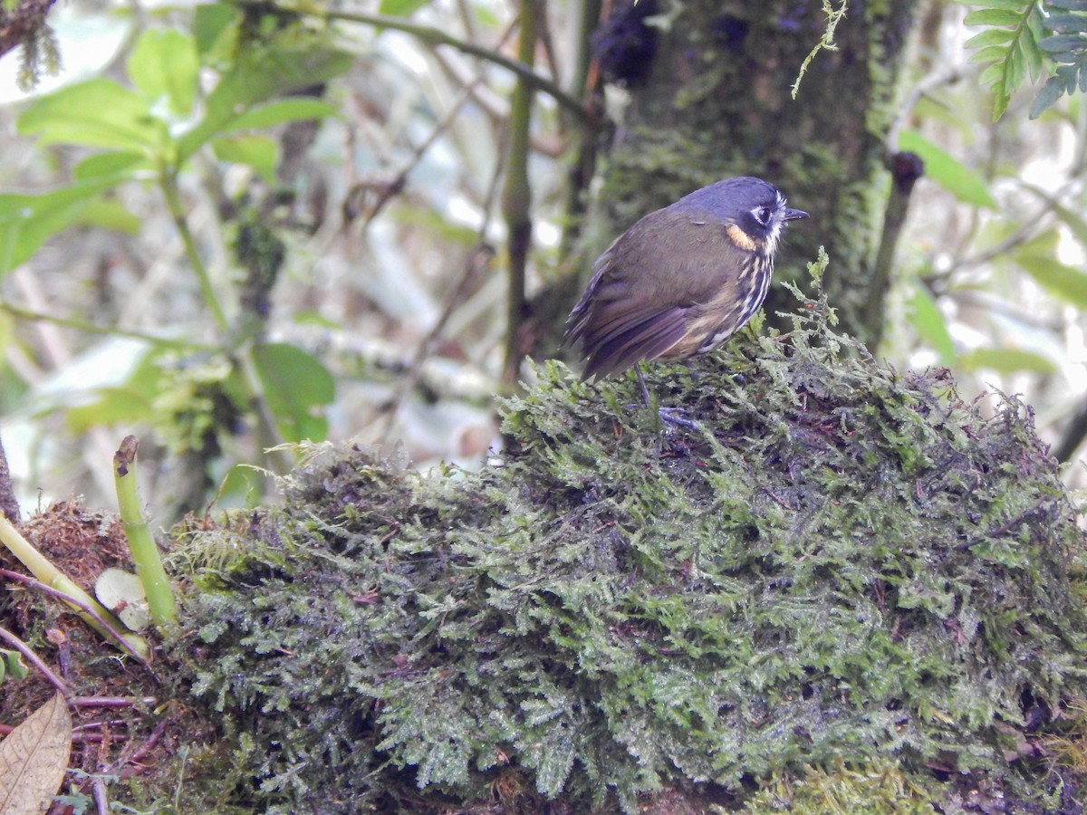 Crescent-faced Antpitta - ML389077261