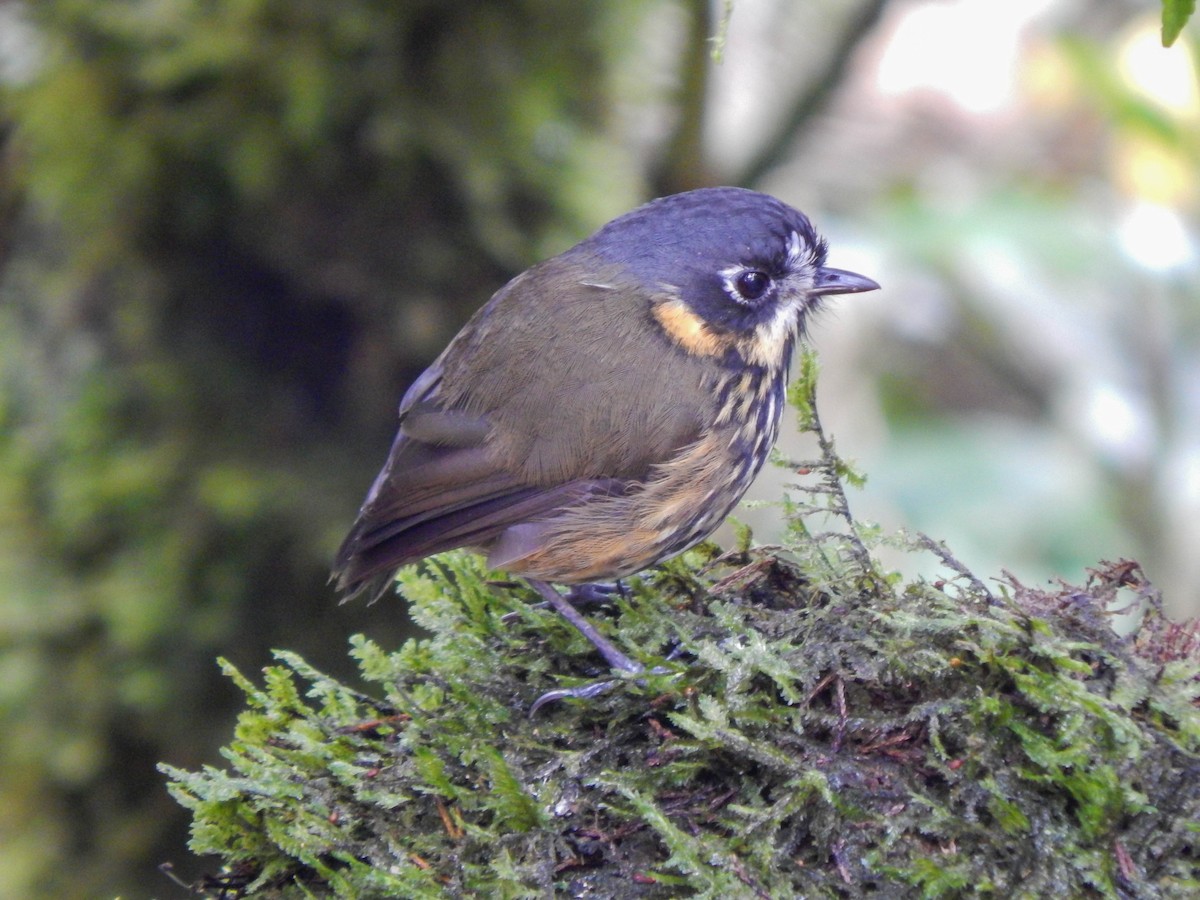 Crescent-faced Antpitta - ML389077281