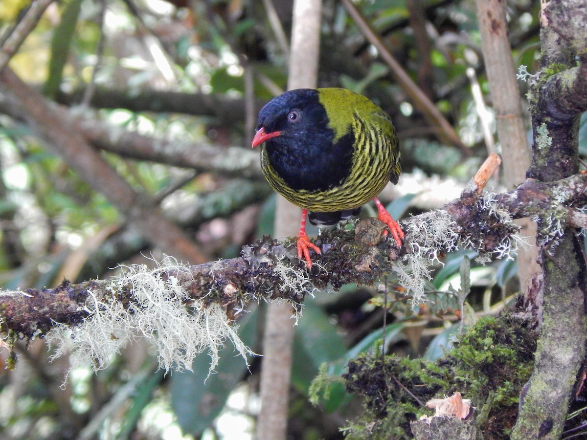 Barred Fruiteater - ML389077351