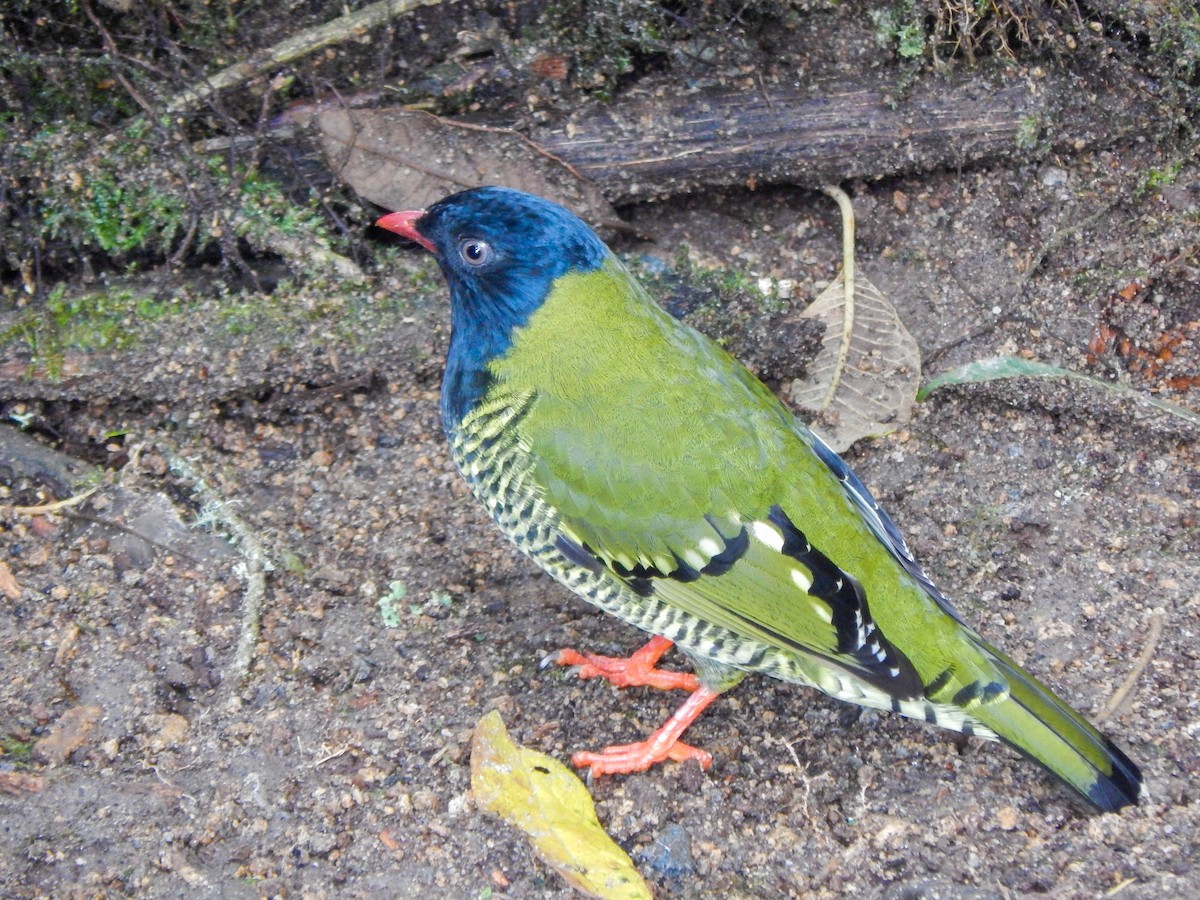 Barred Fruiteater - ML389077361